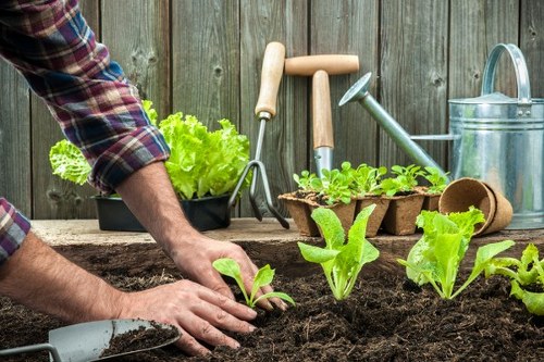 Garden maintenance pricing for a courtyard in St Pancras