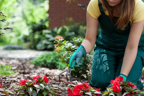 Professional tree removal service in St Pancras