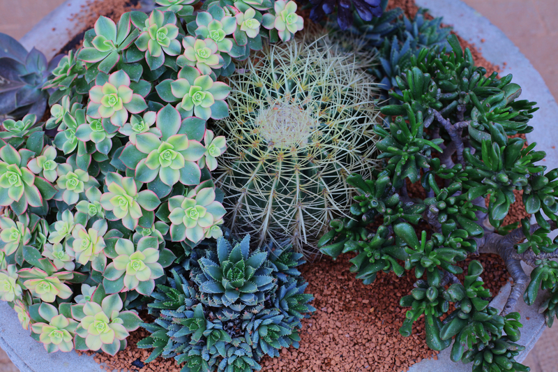 garden care garden